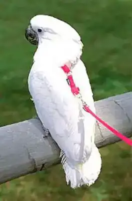 VOGELTUIGJE MEDIUM