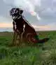 METALEN LABRADOR LEVENSECHT