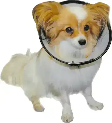 SMART COLLAR NR. 1 (16-25CM) HONDENKRAAG