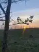 METALEN KOOLMEES