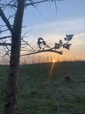 METALEN KOOLMEES