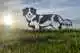 METALEN KOOIKERHONDJE LEVENSECHT