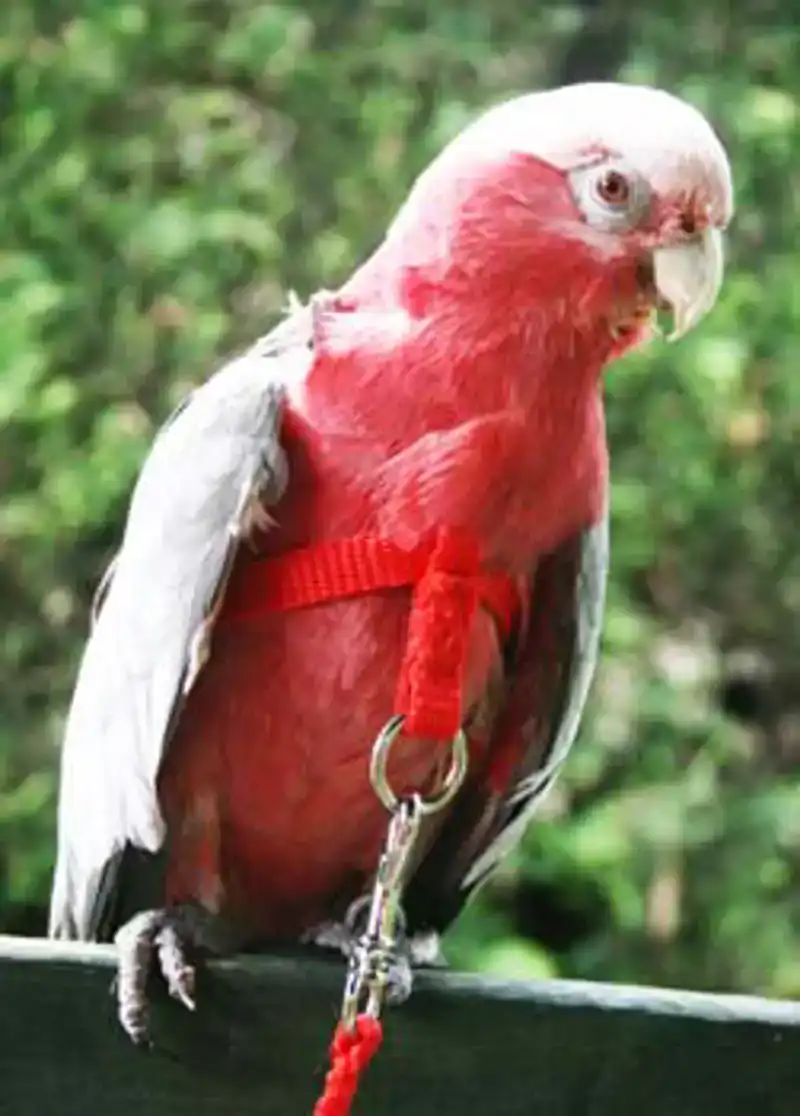 VOGELTUIGJE SMALL