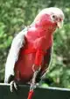 VOGELTUIGJE SMALL