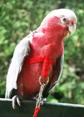 VOGELTUIGJE SMALL