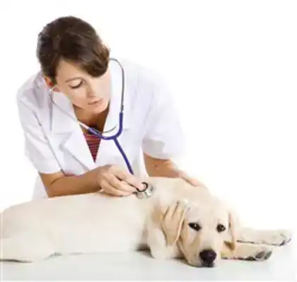 CADEAUSHOP DIEROTHEEKCHEQUE CONSULT DIERENARTS, 1500 PUNTEN