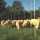 GALLAGHER COMBINET VOOR SCHAPEN, 90CM, 50M (ENKELE PEN)