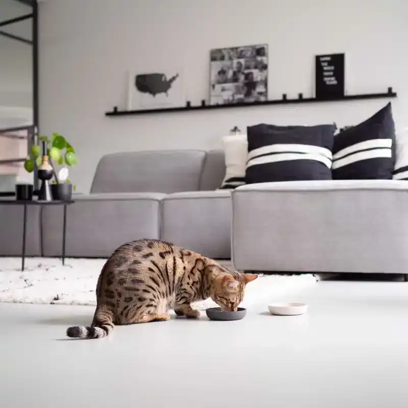 DISTRICT 70 BAMBOO CAT BOWL DARK GREY