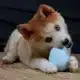 EBI PETIT WIEBELSPEELGOED BALU ROZE