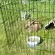 DUVO+ KNAAGDIERENPARK ZWART